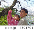桜と親子－２ 4391701