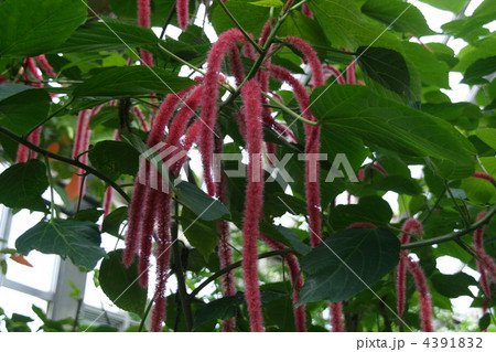 ベニヒモノキ 4391832