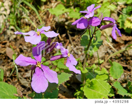 ムラサキハナナ（紫花菜） 4393298