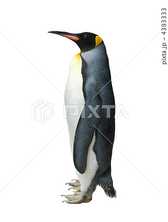 キングペンギン 4393333