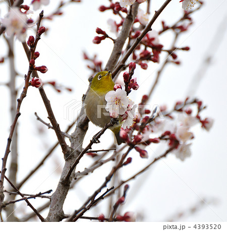梅とメジロ 4393520