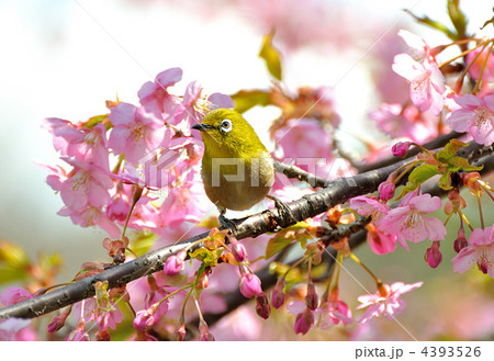 河津桜とメジロ 4393526