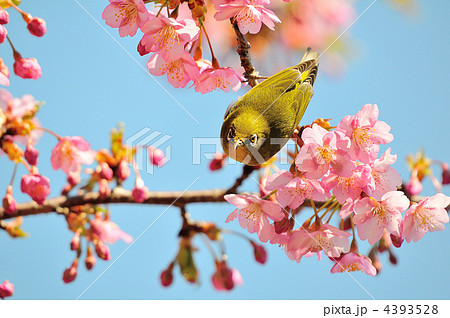 河津桜とメジロ 4393528