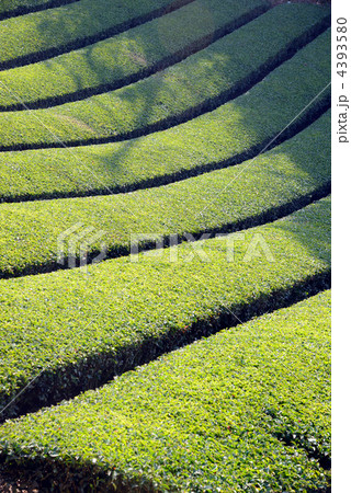 月ヶ瀬の茶畑 月ヶ瀬の茶畑 4393580
