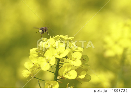 菜の花と蜜蜂 菜の花と蜜蜂 4393722
