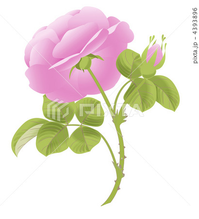 マイセン風ピンクローズう下向き 4393896