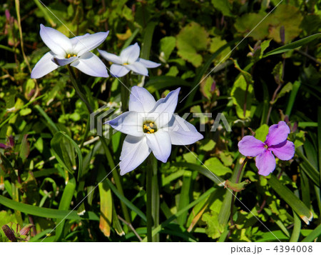 ハナニラ(花韮)とムラサキハナナ ハナニラ(花韮)とムラサキハナナ 4394008