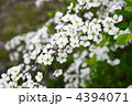 4394071