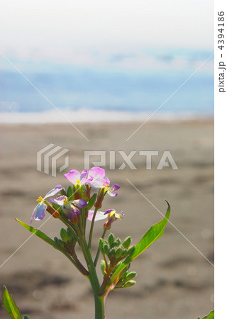 浜辺のハマダイコンの花 浜辺のハマダイコンの花 4394186