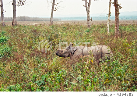 野生のインドサイ（チトワン／ネパール） 4394585