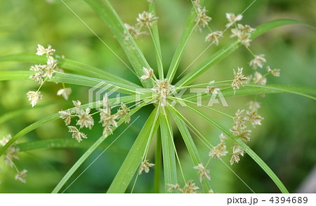 パピルスの花 パピルスの花 4394689