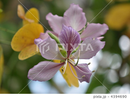 ムラサキソシンカ　紫蘇芯花 4394690