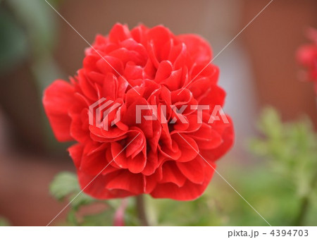 アネモネ　八重咲き 4394703