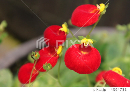 赤い花 きんちゃく草 赤い花 きんちゃく草 4394751