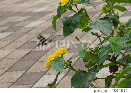 スズメガ 4394812