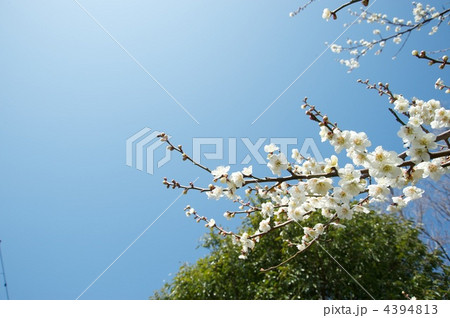 梅の花 梅の花 4394813