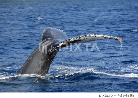 ザトウクジラ ザトウクジラ 4394898