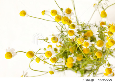 Chamomiles Chamomiles 4395559