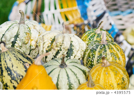 Colorful pumpkins collection Colorful pumpkins collection 4395575