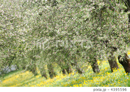 spring garden spring garden 4395596