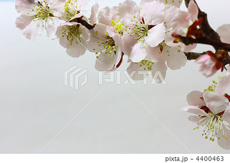梅の花 4400463