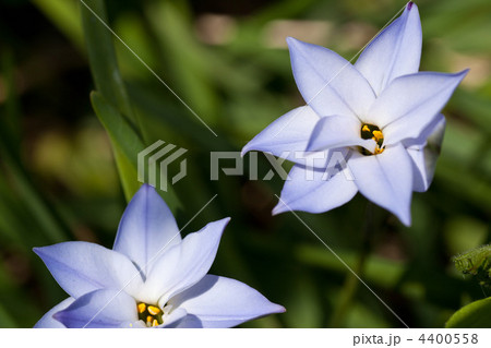 ハナニラ 4400558