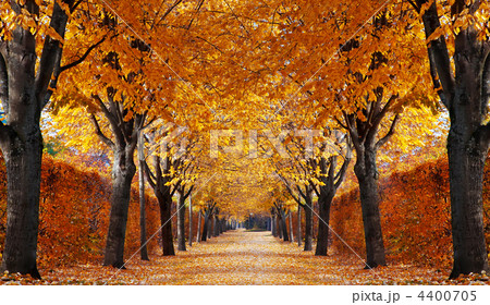 Autumn alley 4400705