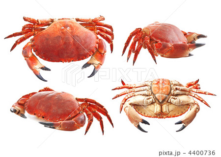 Red crab on white background 4400736