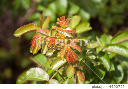 Rosebush. Rosebush. 4400793