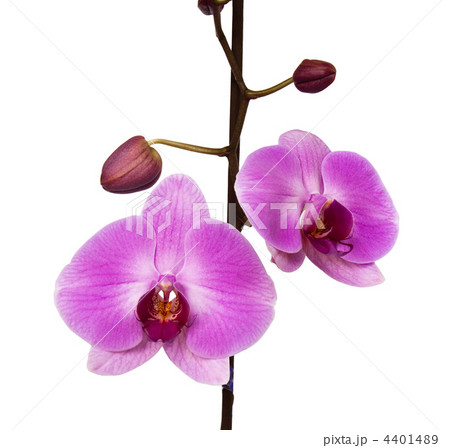orchid isolated on white background. orchid isolated on white background. 4401489