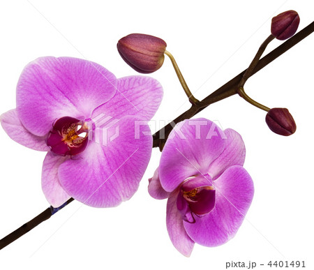 orchid isolated on white background. 4401491