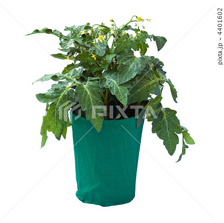 Tomato seedling in a flower pot, isolated on a white background. Tomato seedling in a flower pot, isolated on a white background. 4401602