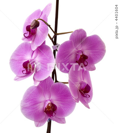 orchid isolated on white background. 4401604
