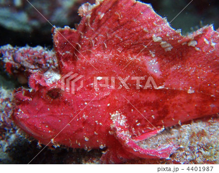 ハダカハオコゼ ハダカハオコゼ 4401987