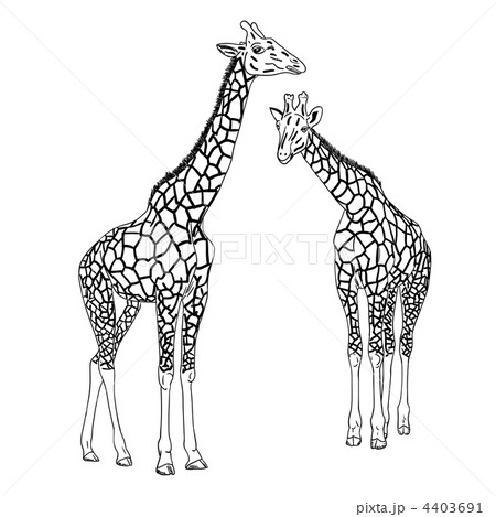 Two giraffes. Vector illustration. Two giraffes. Vector illustration. 4403691