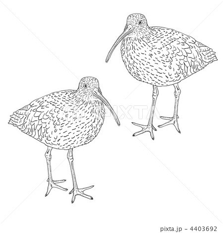 Eurasian Curlew, bird. Vector illustration. 4403692