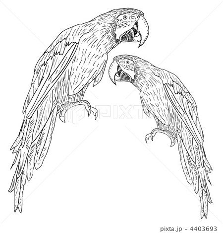 Macaws. Vector illustration. 4403693