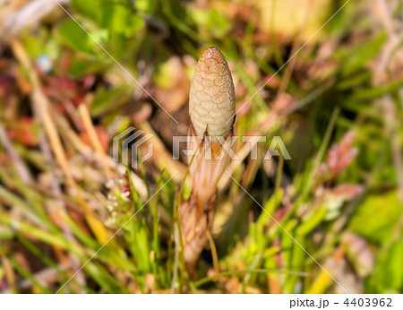 ツクシの坊や 4403962