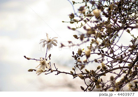 咲き始めた辛夷の白い花 4403977