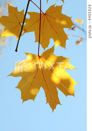 maple Leaves 4405828
