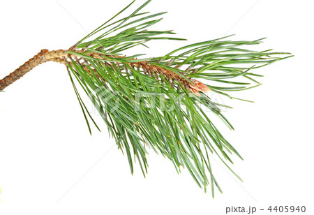 branch pine branch pine 4405940