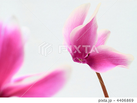 ピンクに白覆輪のシクラメン 4406869