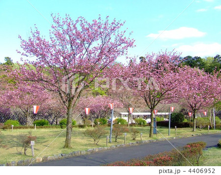 天平の丘公園 花祭りの写真素材
