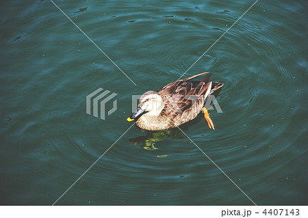 カルガモ カルガモ 4407143