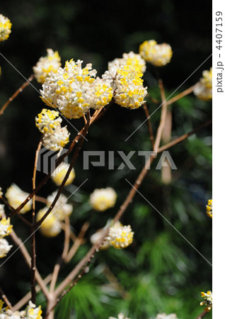 四国８８ヶ所のある寺で毎年いい花を見せてくれています 4407159