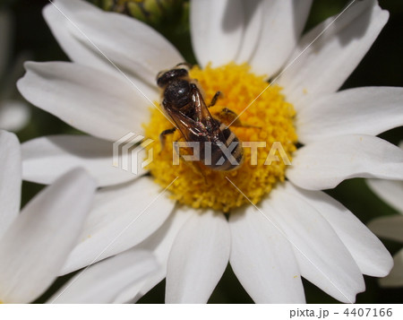 ノースポールにキオビツヤハナバチ 4407166