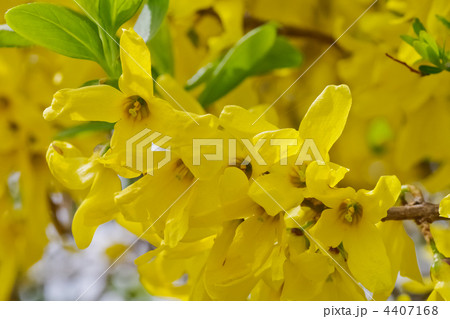 レンギョウの花 4407168