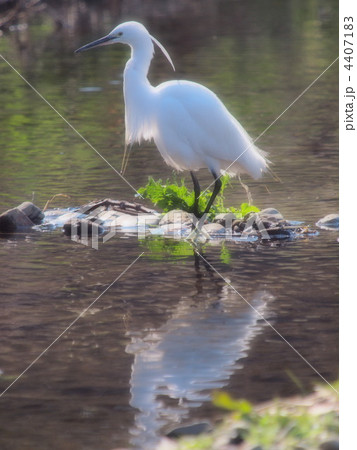 朝日を浴びて 朝日を浴びて 4407183