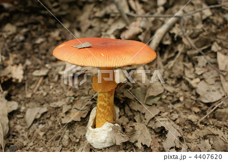 タマゴタケ 4407620