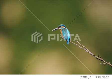 カワセミ 4407627